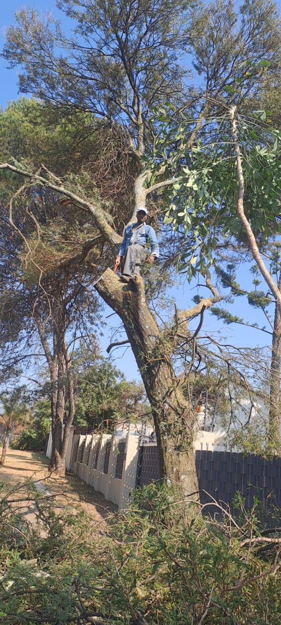 Tree Removal Costs Centurion